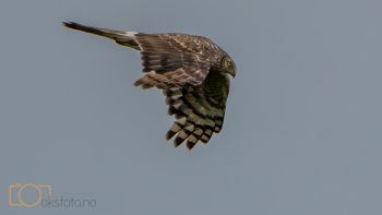 A1S03016-Edit