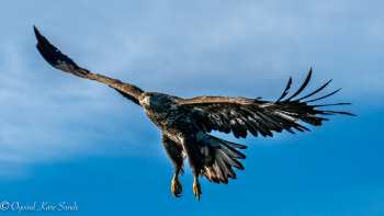 DSC7472-1