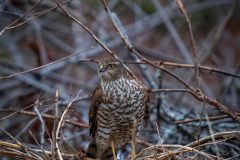 1_DSC02261-1