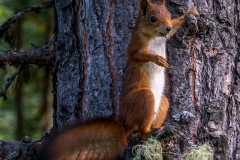 1_DSC0470-2-1