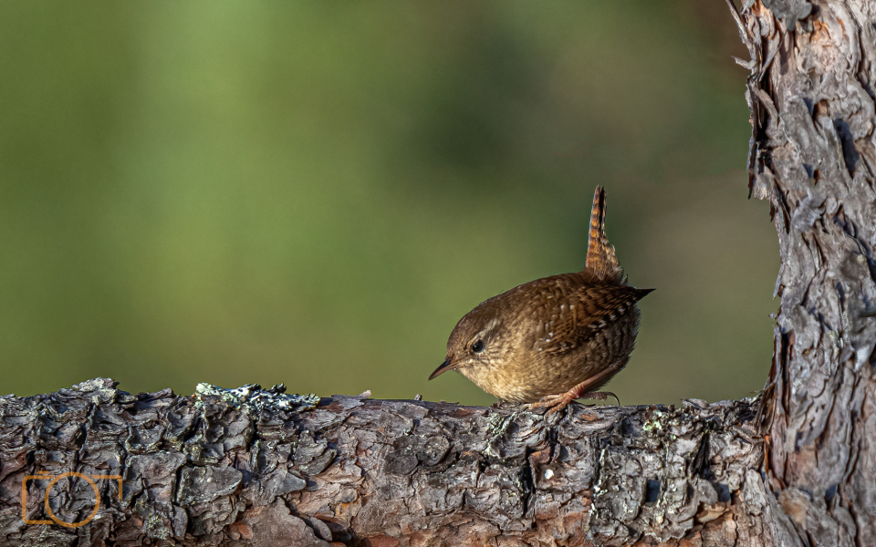 A1S01728-Edit-Edit-Edit-2