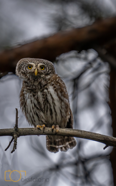 A1S03701-Edit-Edit-Edit