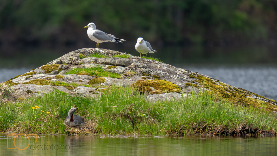 A1S03945-Edit-Edit-Edit