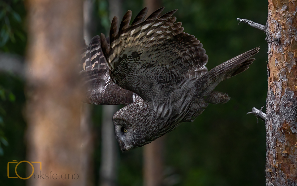 OKS04052-Edit-Edit-Edit-2