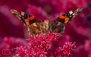 A1S03381-Edit-Edit