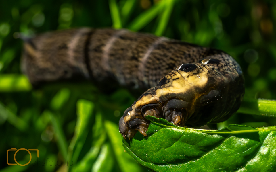 A1S00464-Edit-Edit-3