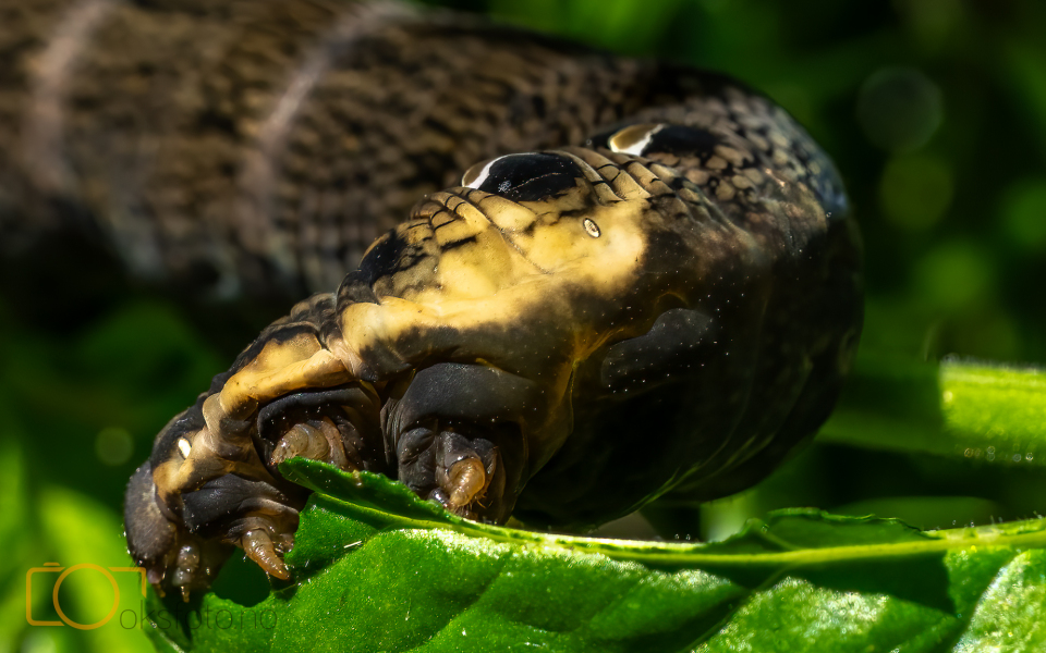 A1S00464-Edit-Edit-4