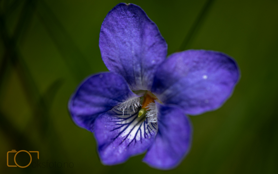OKS00508-2