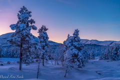 1_DSC01339-2-1
