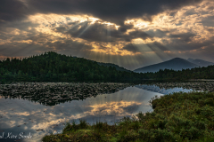 1_DSC0444-2-1