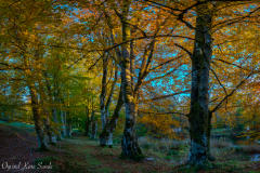 1_DSC2219-Pano-2-1